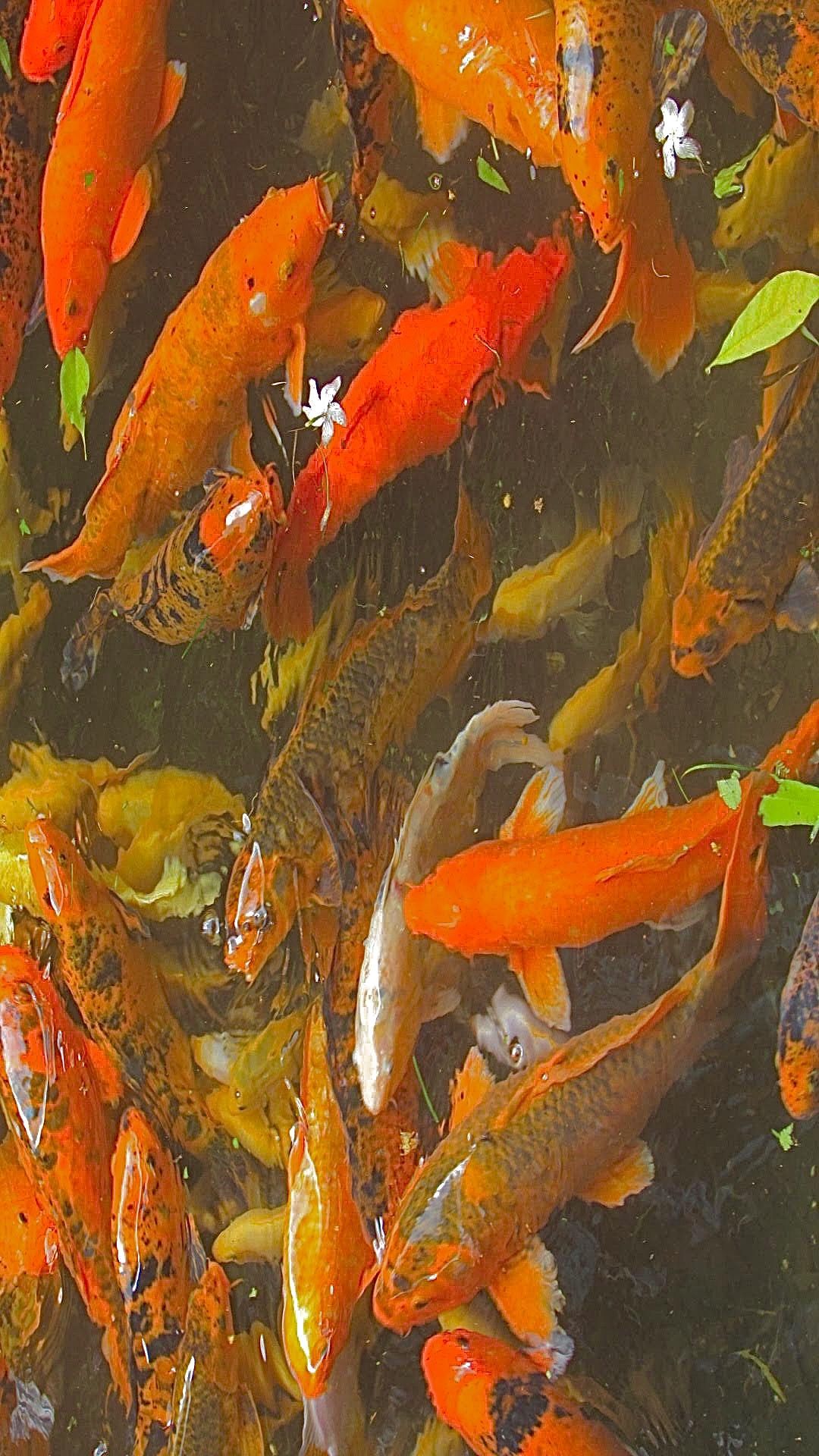 Fisch Hintergrundbild 1080x1920. fish, #koi, #summer, #orange, #aesthetic #indie. Orange aesthetic, Aesthetic background orange, Orange wallpaper
