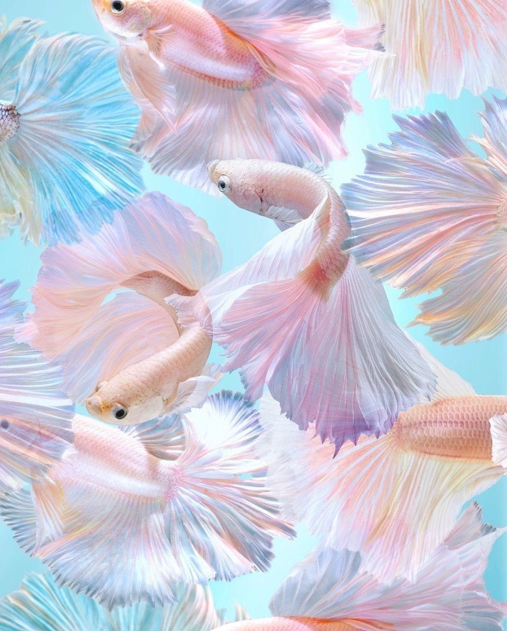  Fisch Hintergrundbild 1030x1281. fish #pastel #nature. Fish background, Beautiful fish, Fish wallpaper