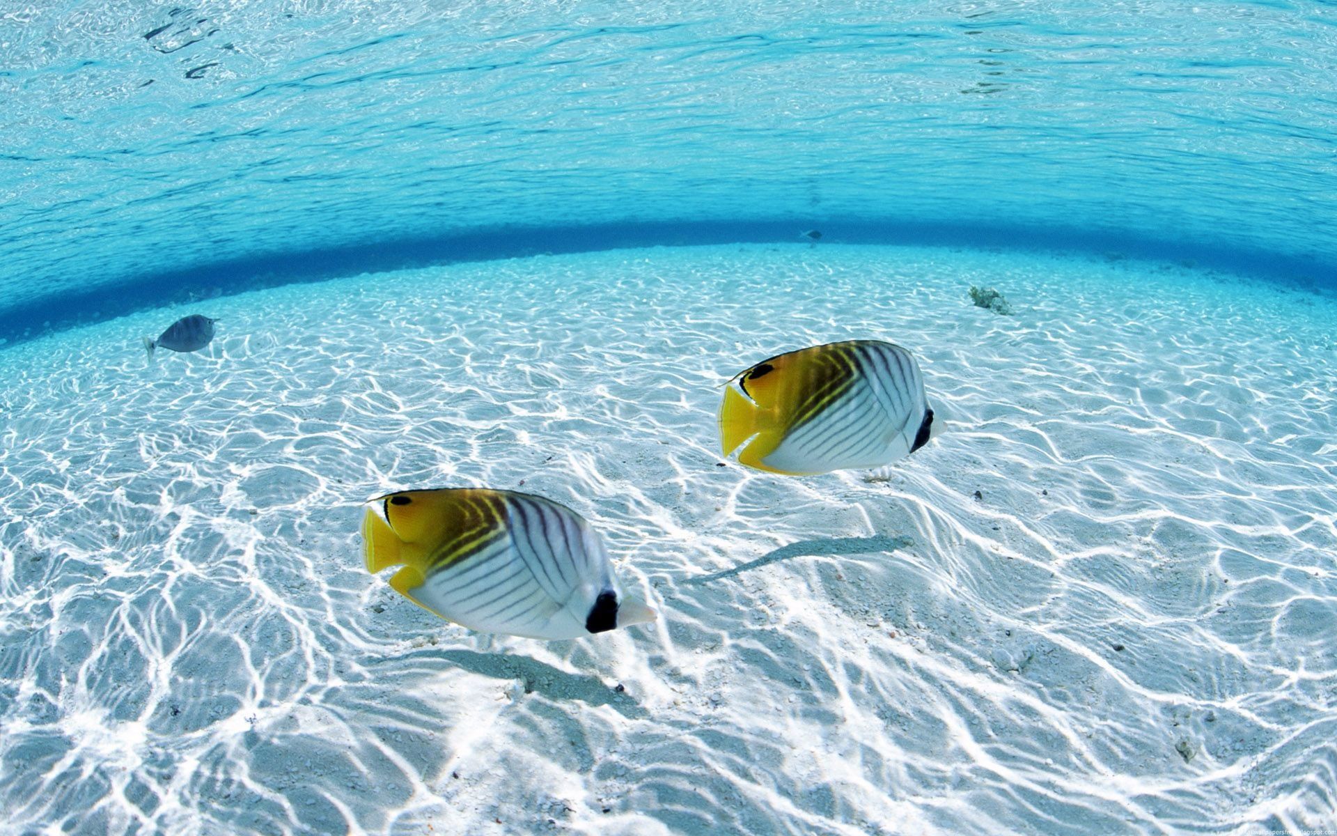  Fisch Hintergrundbild 1920x1200. Kostenlose Hintergrundbilder Gelb Weiß Gestreifter Fisch Auf Blauem Wasser, Bilder Für Ihren Desktop Und Fotos
