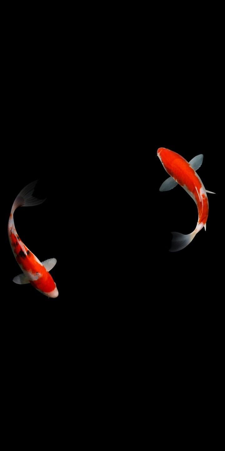  Fisch Hintergrundbild 720x1440. Cătălina Nica on Animals. Goldfish wallpaper, Fish wallpaper, Fish drawings