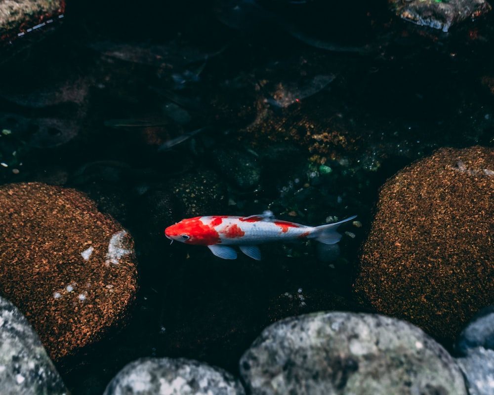  Fisch Hintergrundbild 1000x800. Foto zum Thema Roter und weißer Fisch auf dem Wasser
