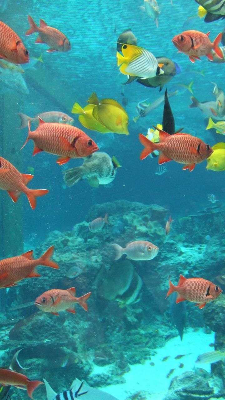  Fisch Hintergrundbild 720x1280. Fish In Water Wallpaper