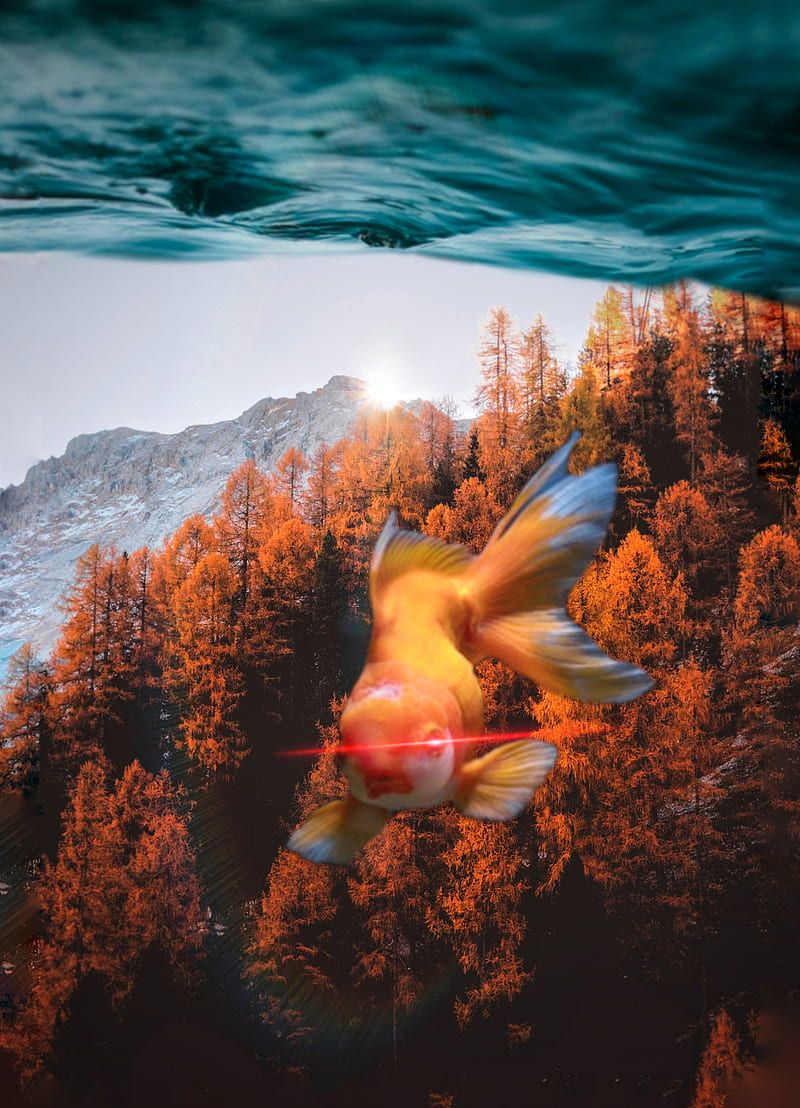  Fisch Hintergrundbild 800x1108. HD aesthetic fish wallpaper
