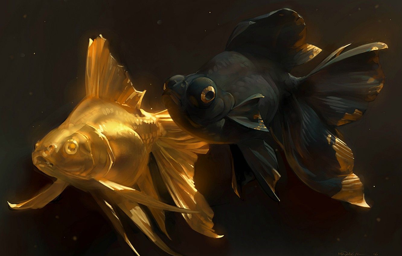  Fisch Hintergrundbild 1332x850. Wallpaper fish, art, goldfish, a couple, golden fish image for desktop, section живопись