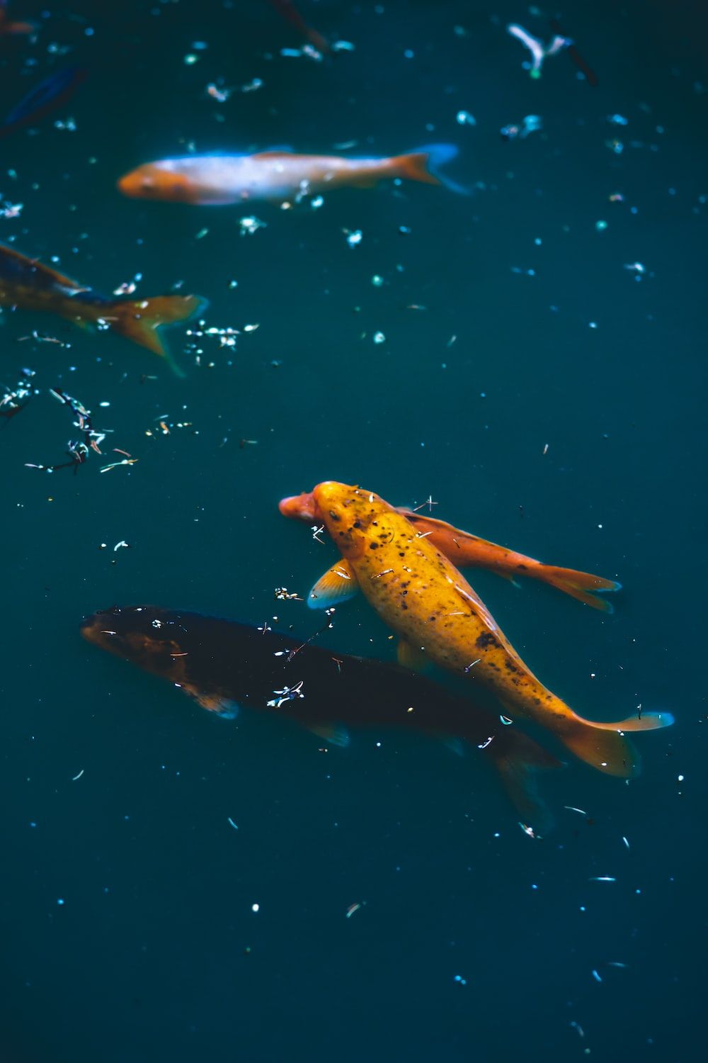  Fisch Hintergrundbild 1000x1500. Foto zum Thema gelbe und schwarze Fische auf dem Wasser