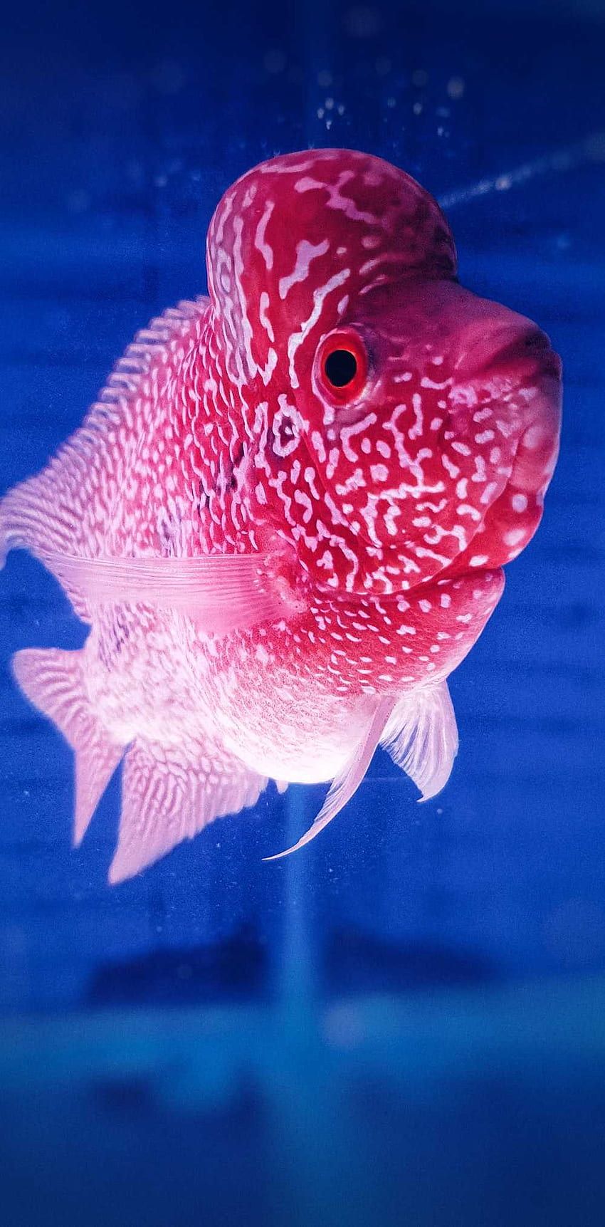  Fisch Hintergrundbild 850x1723. Fish aesthetic HD wallpaper