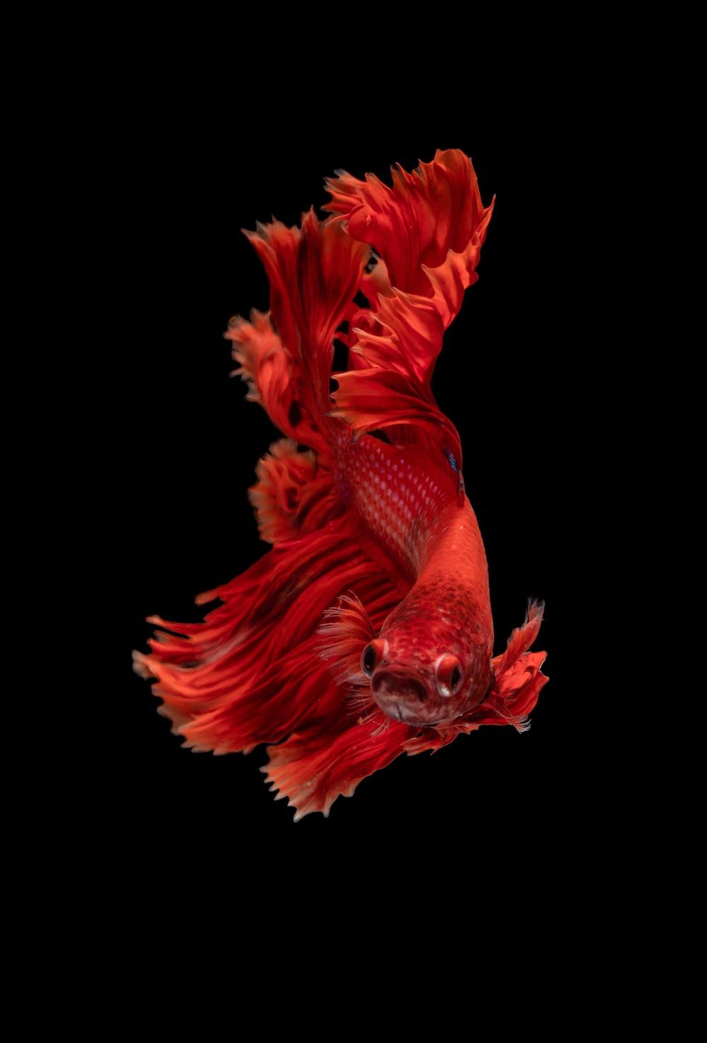  Fisch Hintergrundbild 1000x1474. Fish Wallpaper Picture. Download Free Image
