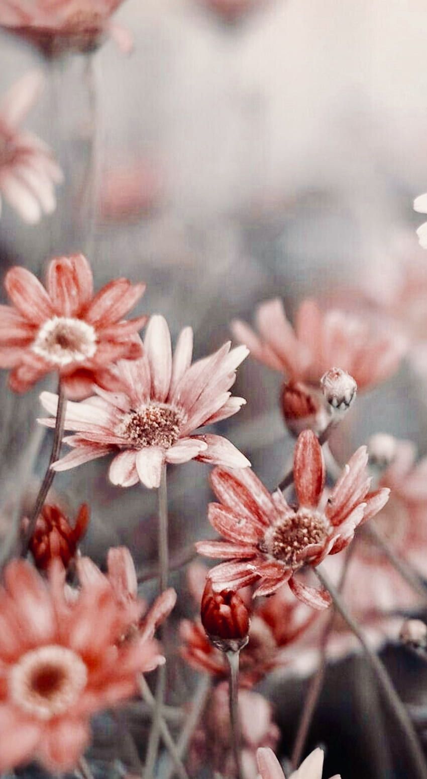  Frühlingsblumen Hintergrundbild 850x1548. Frühling hintergrundbilder fruhjahr, blumen HD wallpaper