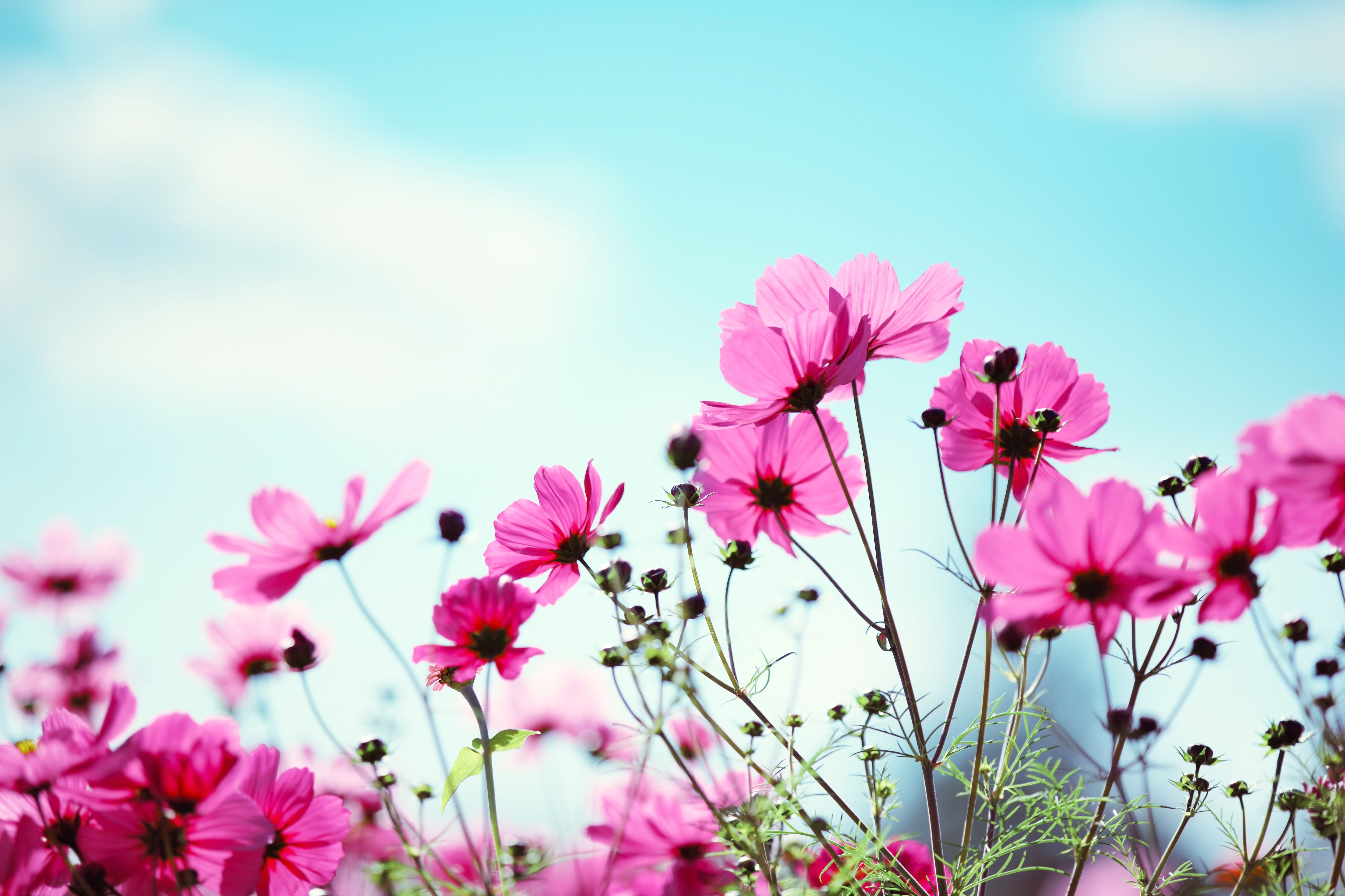  Blumenwiese Hintergrundbild 7200x4800. Du liegst in einer schönen Blumenwiese inmitten bunter Blumen und du siehst den Wolken beim Vorbeiziehen zu