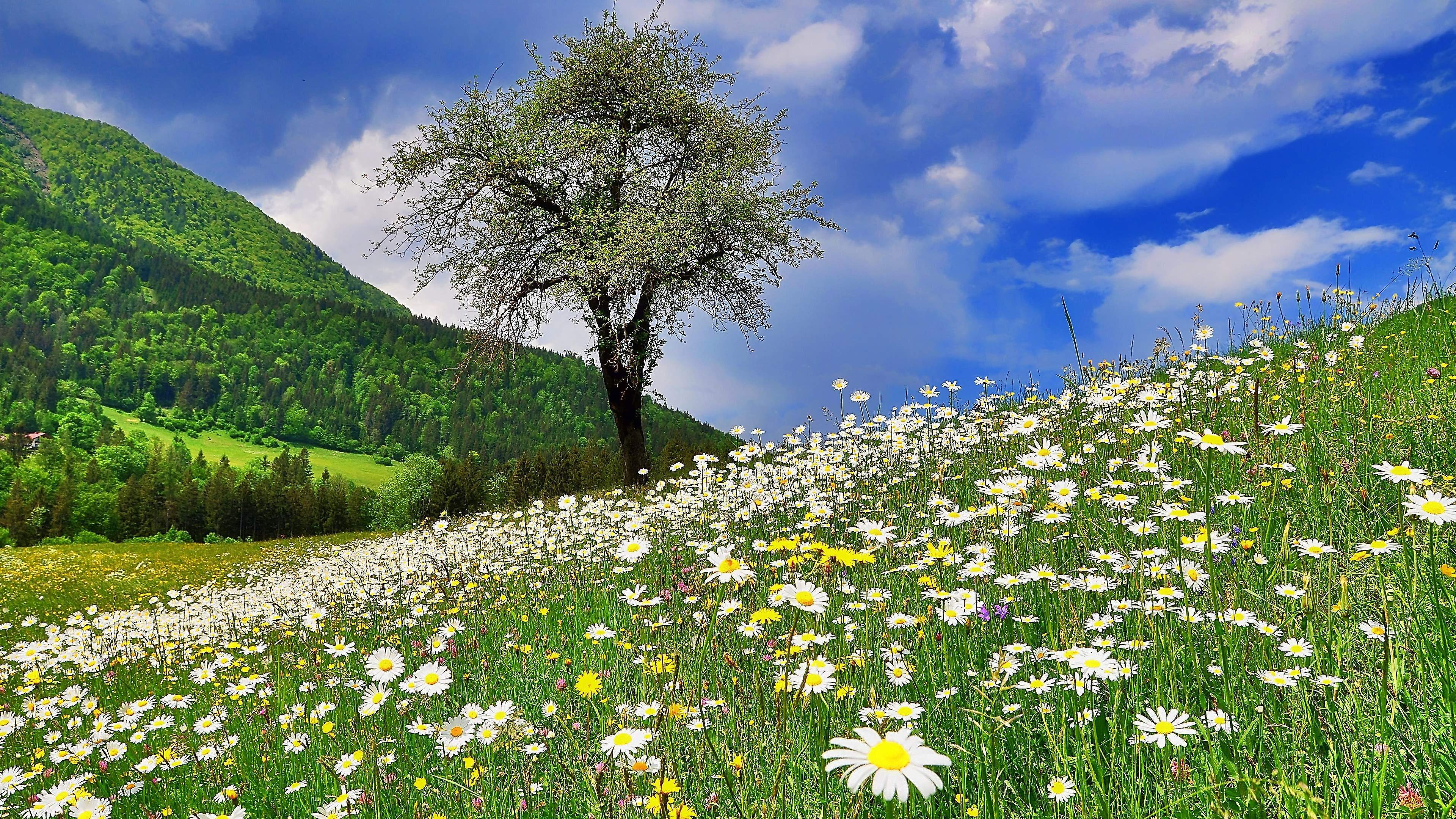  Blumenwiese Hintergrundbild 3840x2160. Desktopbilder 4K Frühling Gratis