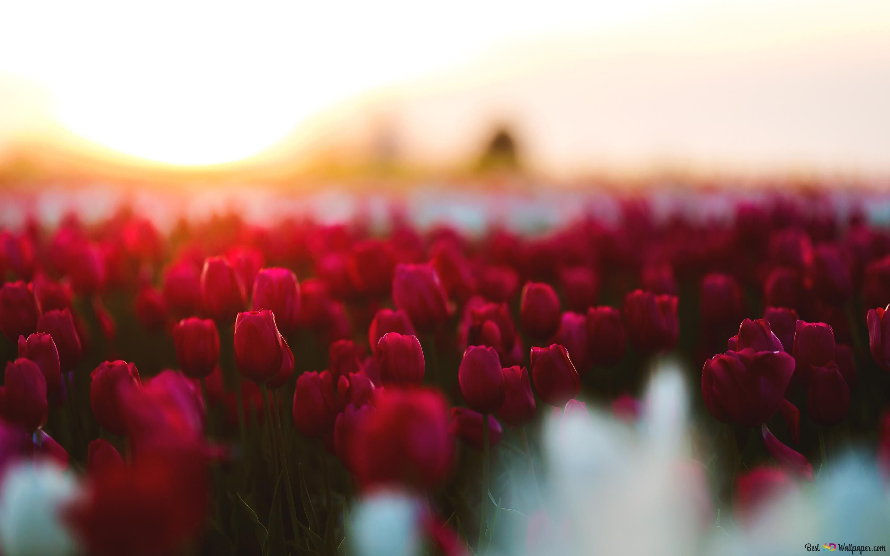  Blumenwiese Hintergrundbild 2880x1800. Blumenwiese der roten Tulpen 4K Hintergrundbild herunterladen