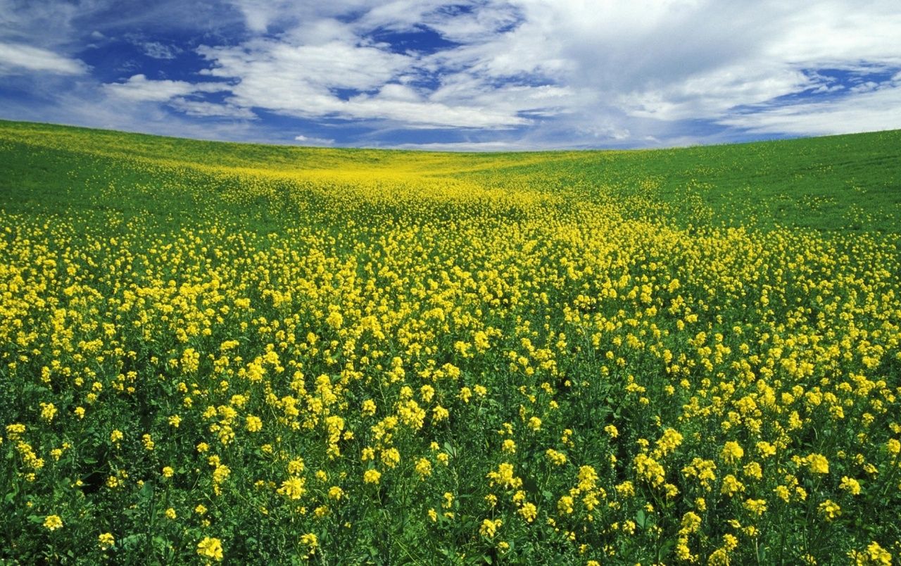  Blumenwiese Hintergrundbild 1280x804. Schöne gelbe Blumenwiese Hintergrundbilder. Schöne gelbe Blumenwiese frei fotos