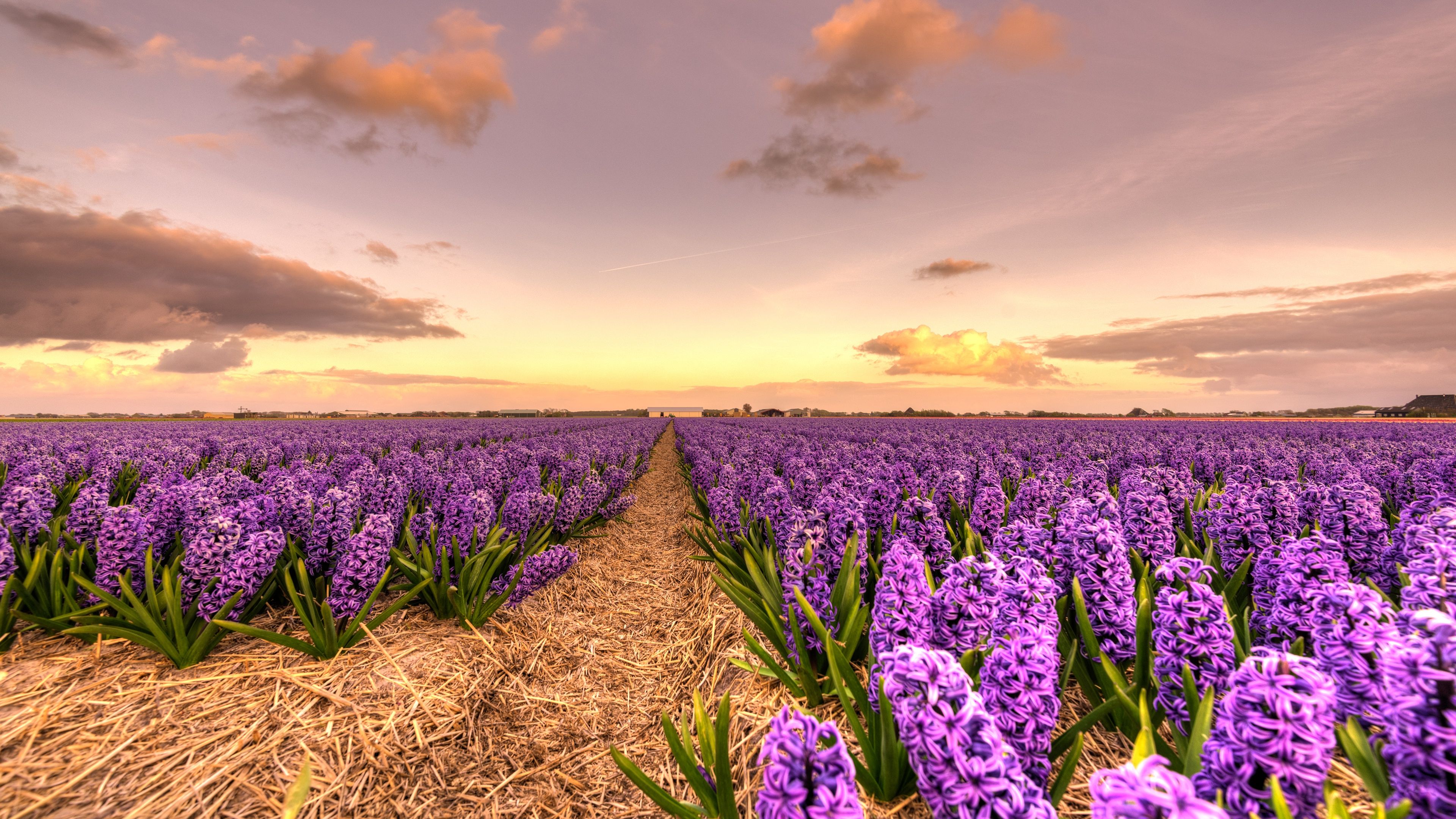  Blumenwiese Hintergrundbild 3840x2160. Herunterladen hintergrundbild lila wildblumen, hyazinthen, abend, sonnenuntergang, blumenwiese, holland, niederlande mit einer auflösung zu überwachen 3840x2160. Bilder auf dem desktop