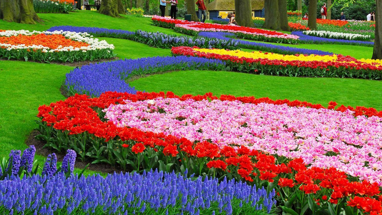  Blumenwiese Hintergrundbild 1333x750. Kostenlose Hintergrundbilder Tagsüber Rote Und Violette Blumenwiese, Bilder Für Ihren Desktop Und Fotos