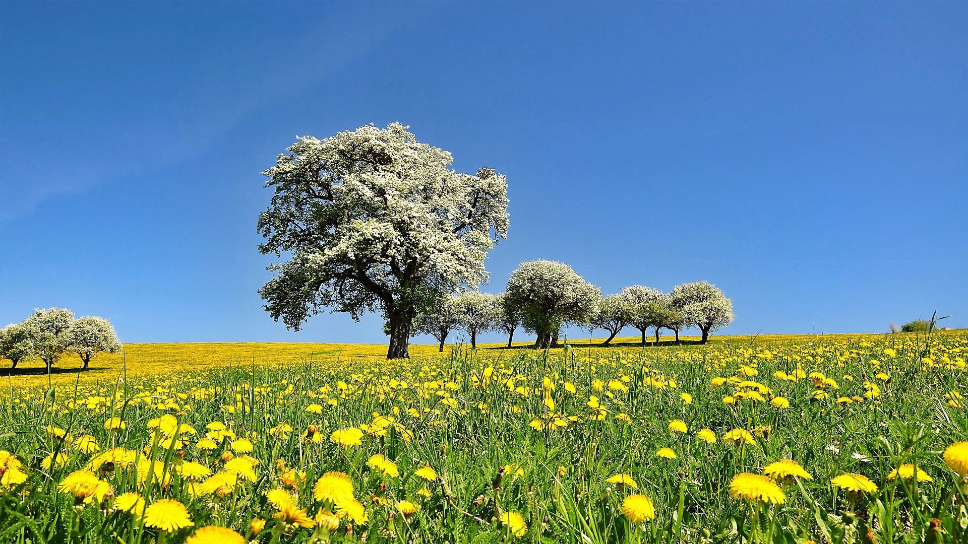  Blumenwiese Hintergrundbild 1920x1080. Hintergrundbilder Frühlingslandschaft Kostenlos