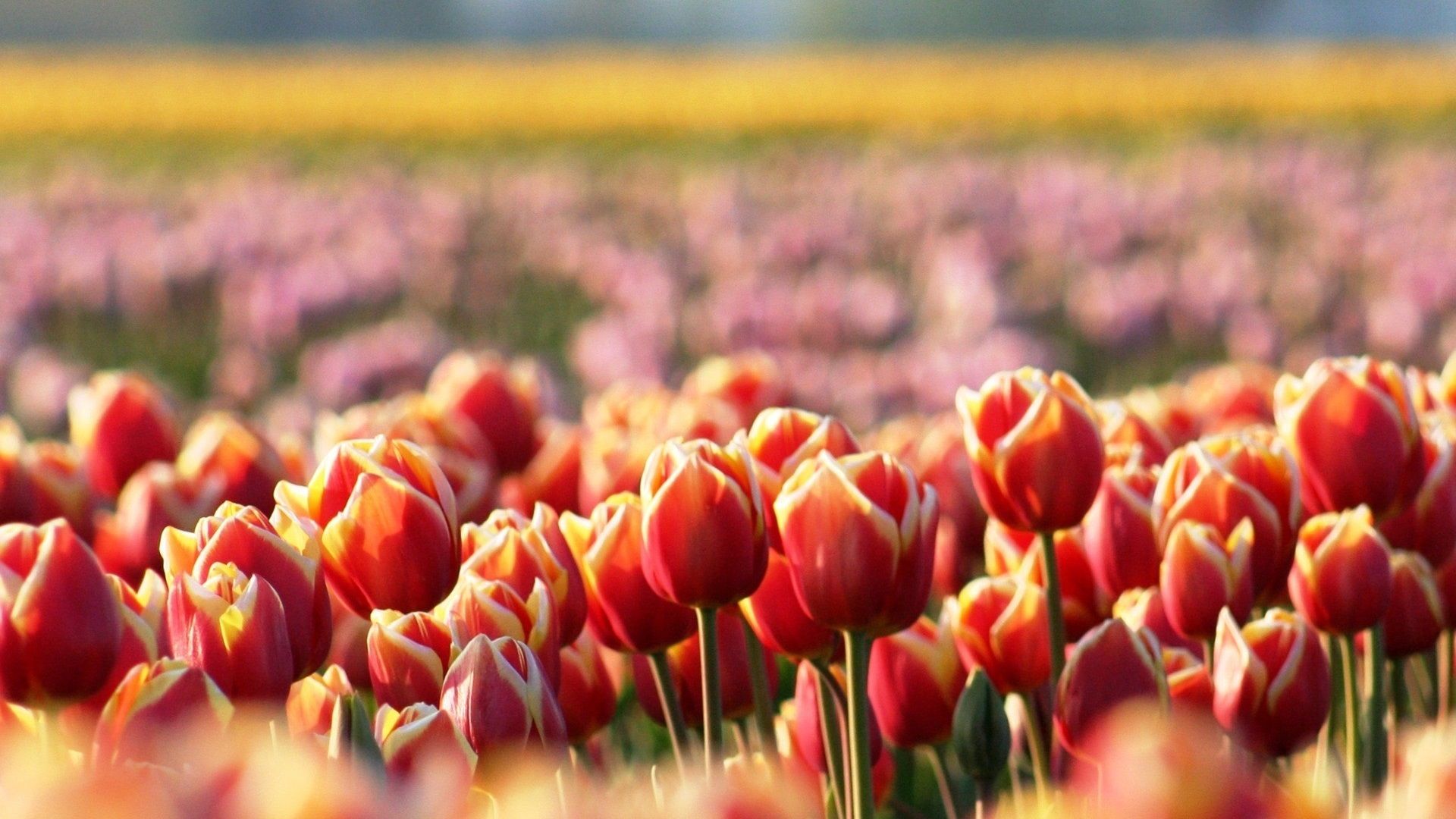  Blumenwiese Hintergrundbild 1920x1080. Rote Tulpen, Blumen, Frühling, Unschärfe 1920x1200 HD Hintergrundbilder, HD, Bild