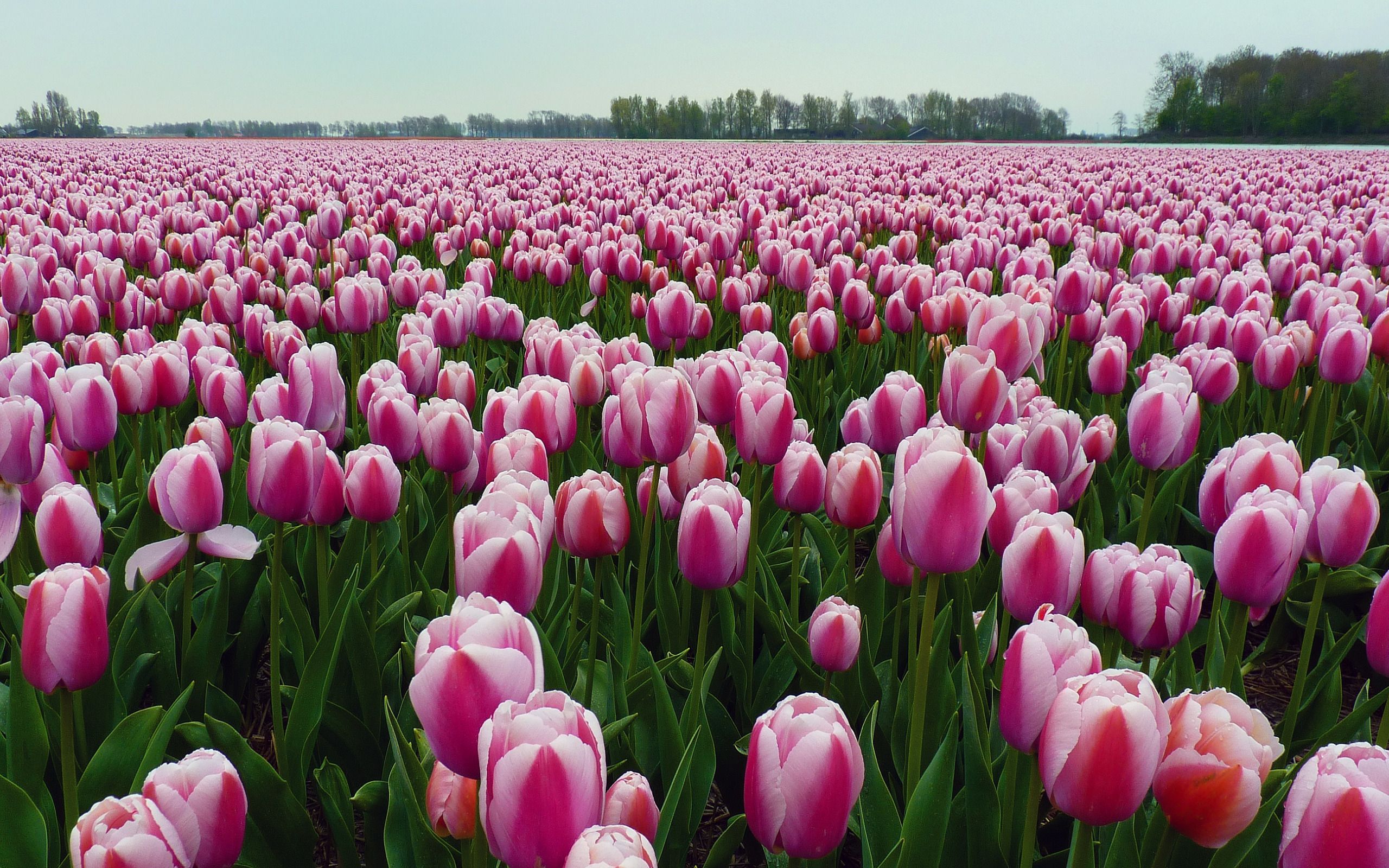  Blumenwiese Hintergrundbild 2560x1600. Herunterladen hintergrundbild rosa tulpen, wildblumen, rosa, schöne tulpen, hintergrund mit wildblumen, blumenwiese, tulpen, frühling mit einer auflösung zu überwachen 2560x1600. Bilder auf dem desktop