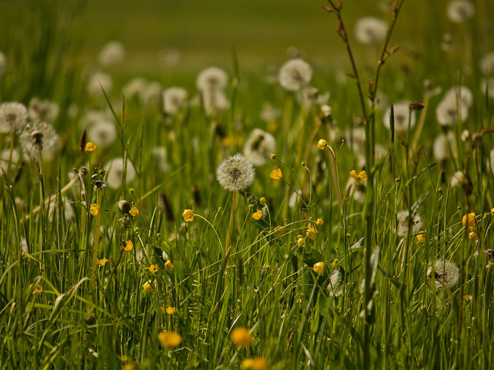  Blumenwiese Hintergrundbild 1600x1200. Blumenwiese. Frühling