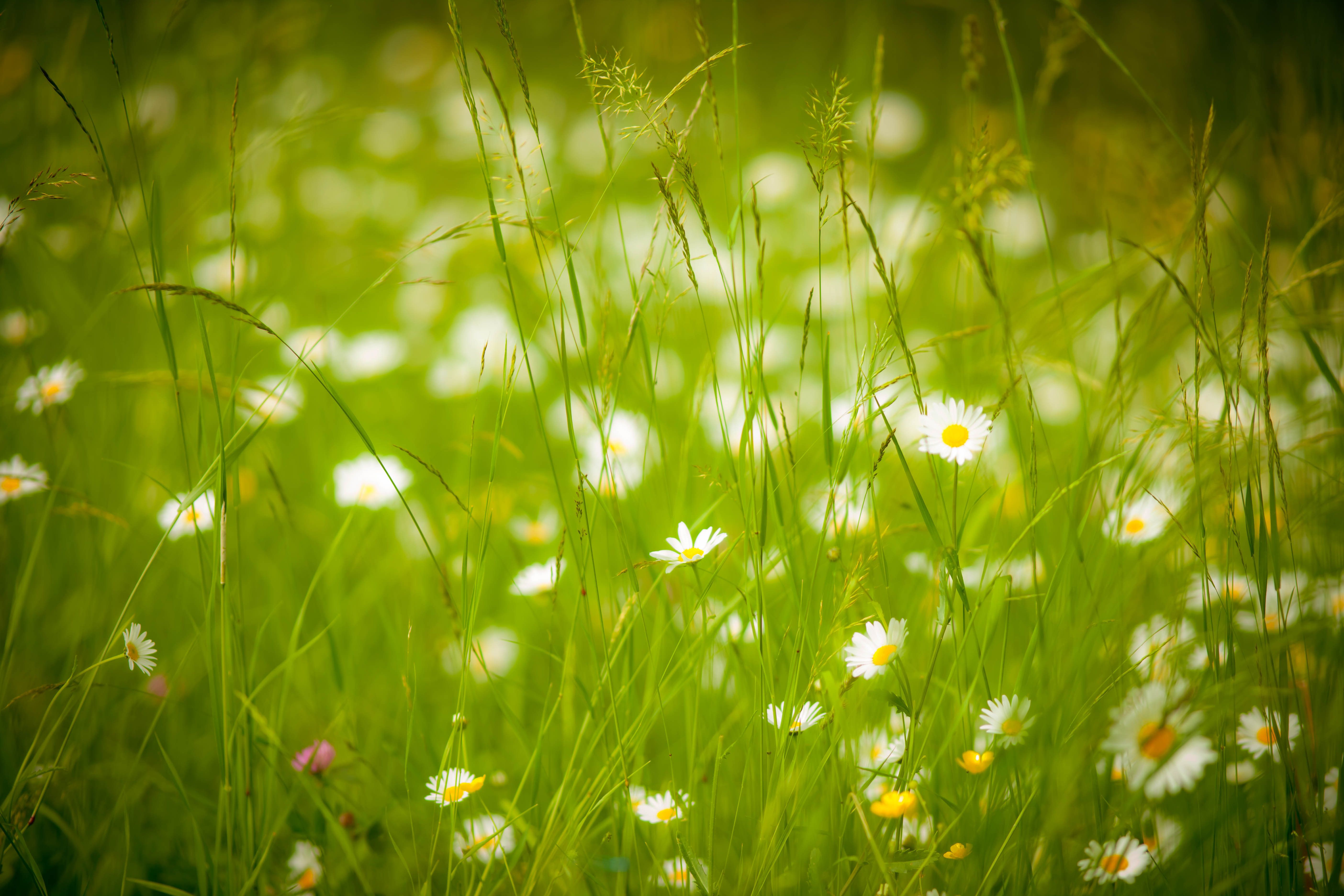  Blumenwiese Hintergrundbild 5616x3744. Fotos Natur Sommer Kamillen Grünland Gras 5616x3744