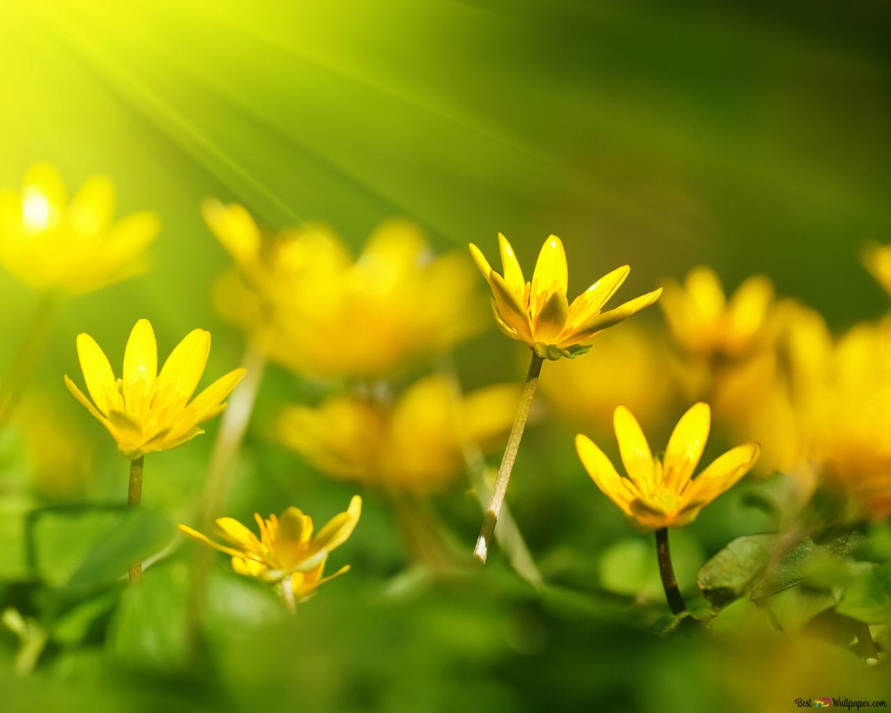  Blumenwiese Hintergrundbild 1280x1024. Gelbe Blumenwiese 2K Hintergrundbild herunterladen