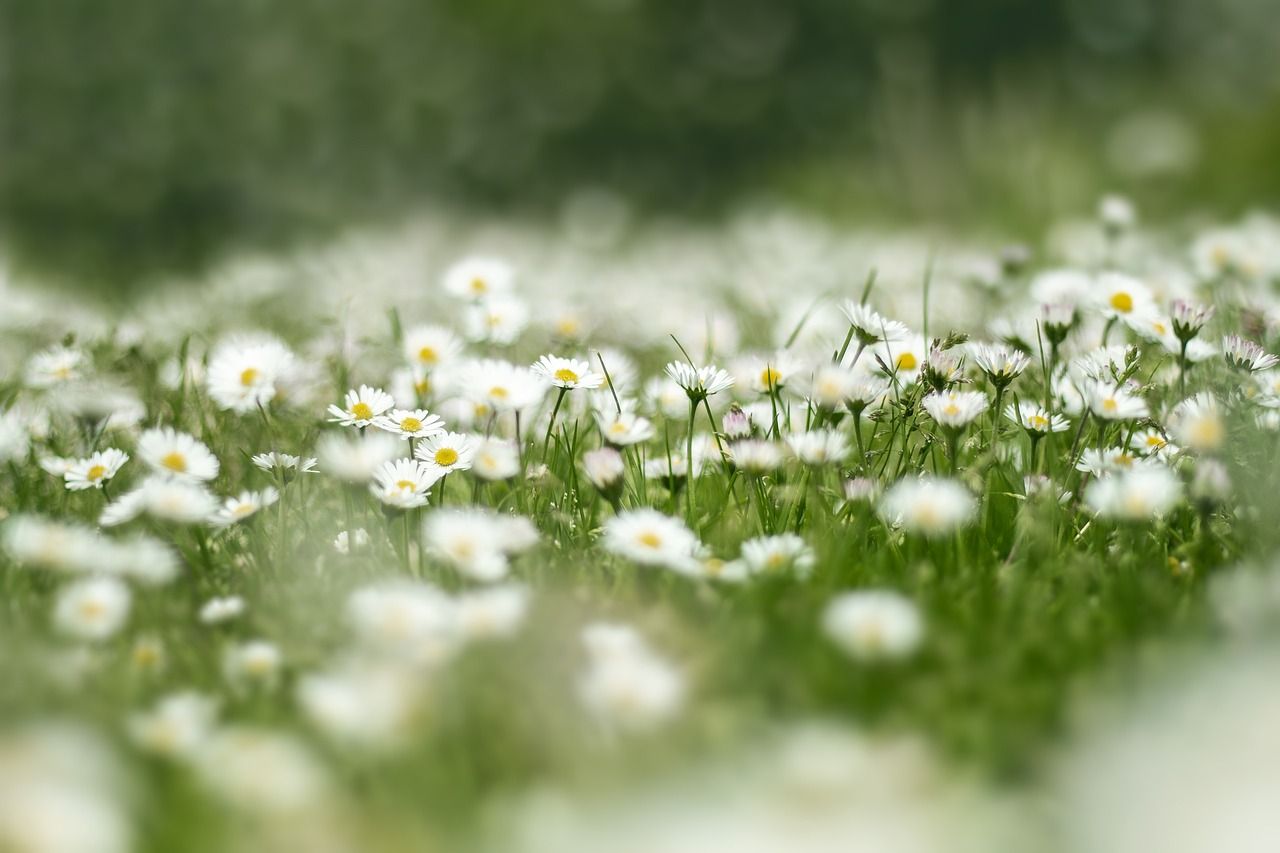  Blumenwiese Hintergrundbild 1280x853. Blumenwiese Gänseblümchen Natur Foto auf Pixabay