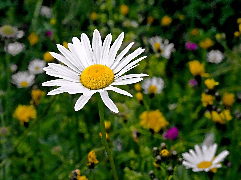  Blumenwiese Hintergrundbild 1024x768. Margerite auf einer Blumenwiese bei Glaronia.com