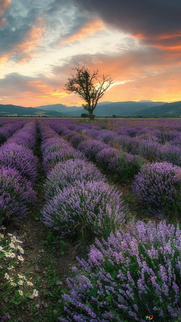 Blumenwiese Hintergrundbild 750x1334. Lavendelfeld Sonnenuntergang 2K Hintergrundbild herunterladen