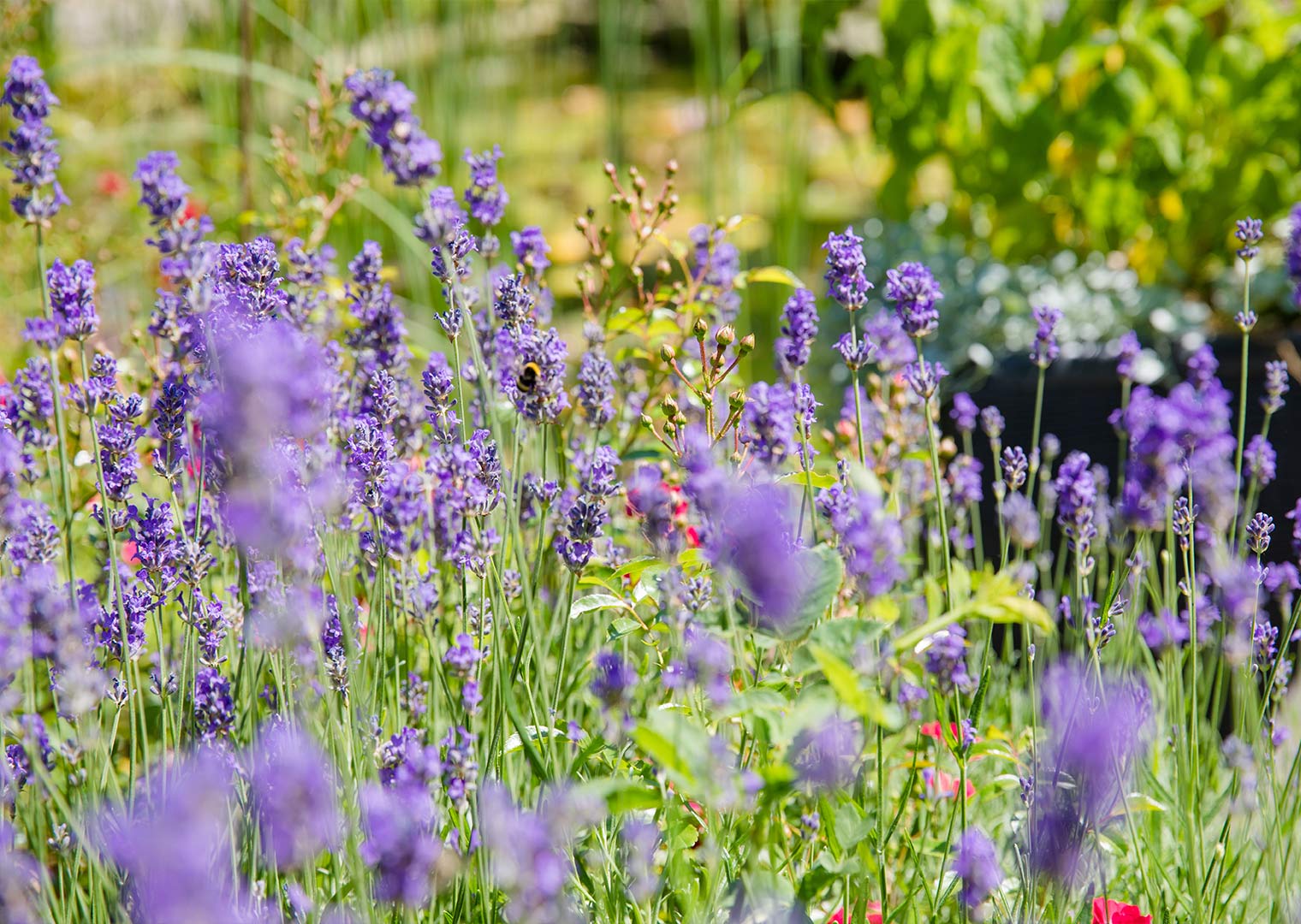  Blumenwiese Hintergrundbild 1520x1080. Bienenfreundlicher Garten: Ideen und Tipps