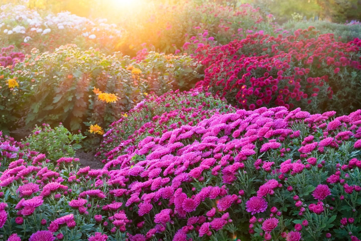  Blumenwiese Hintergrundbild 1440x960. Ganzjähriges Gartenbeet mit Frühlings- und Herbstblumen - [SCHÖNER WOHNEN]