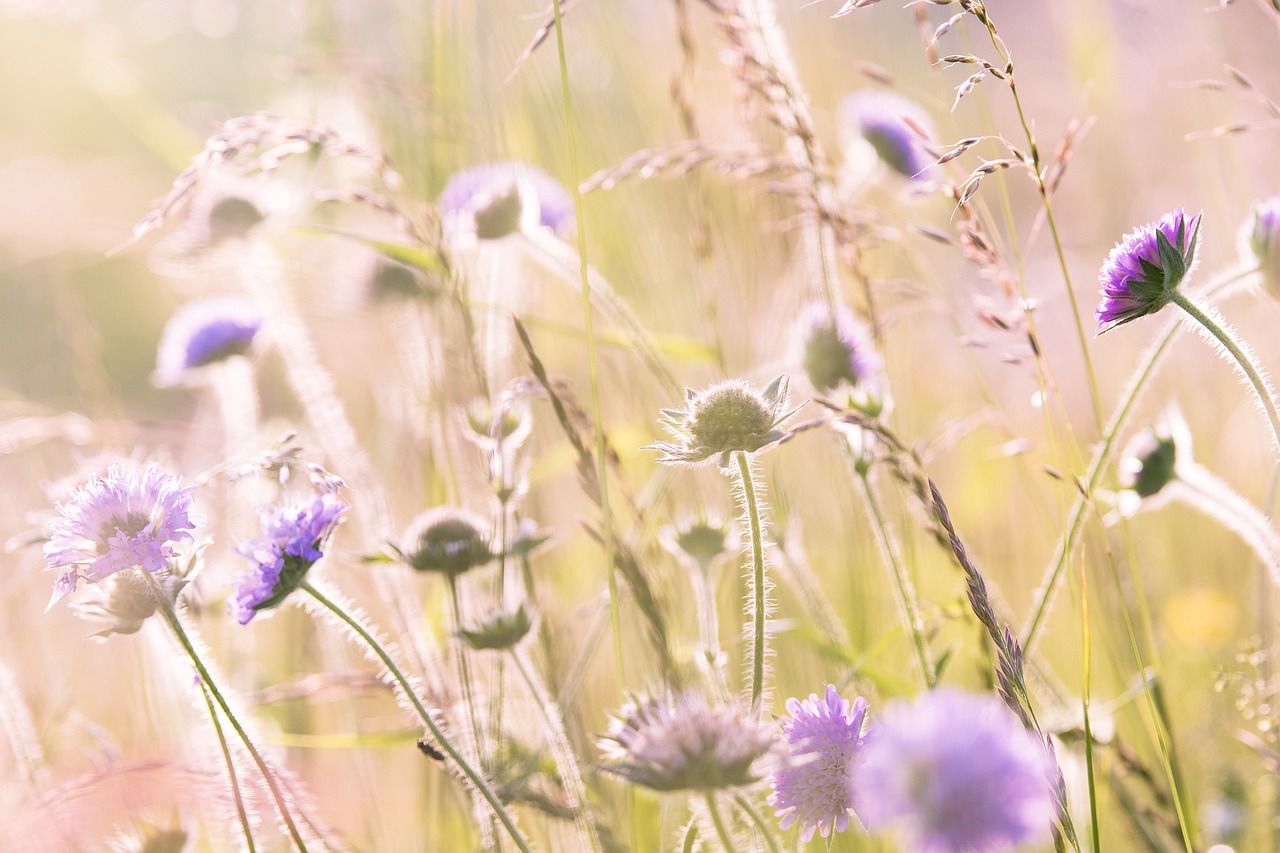  Blumenwiese Hintergrundbild 1280x853. Wiesenblumen Feldblumen Sommer Foto auf Pixabay