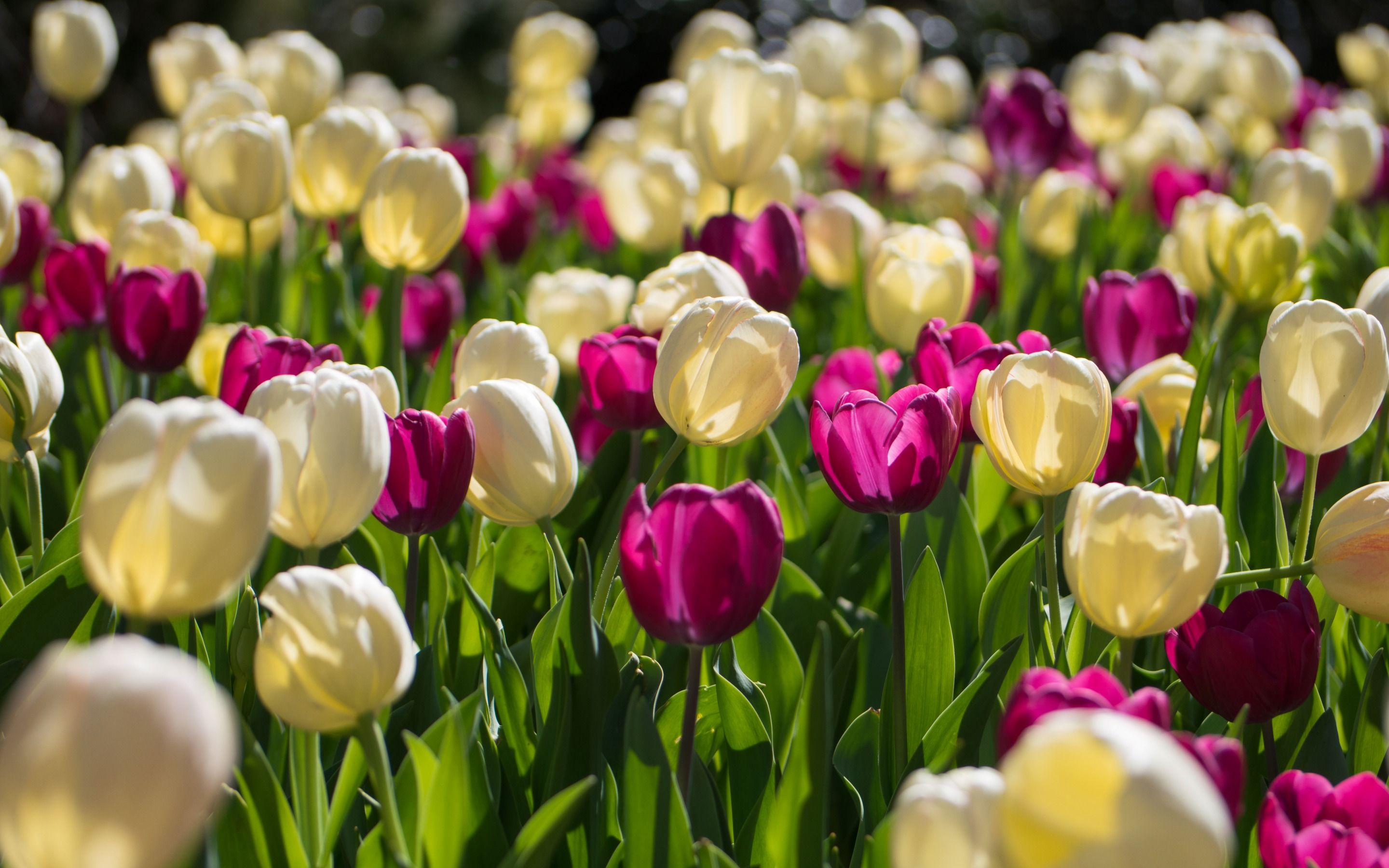  Blumenwiese Hintergrundbild 2880x1800. Herunterladen hintergrundbild weiße tulpen, frühjahr, lila tulpen, blumenwiese, wildblumen, blumen hintergrund mit einer auflösung zu überwachen 2880x1800. Bilder auf dem desktop