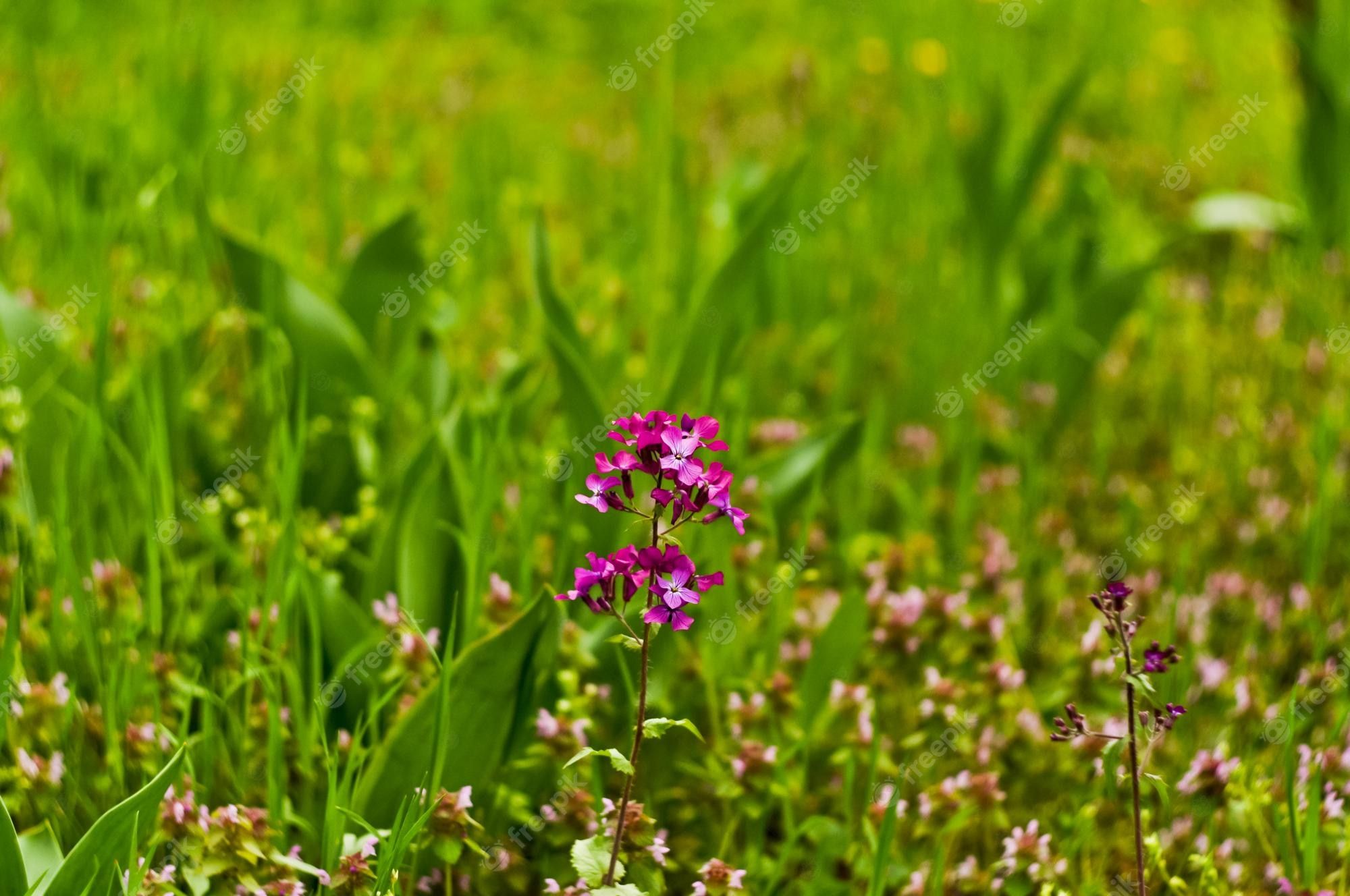  Blumenwiese Hintergrundbild 2000x1328. Lila blume auf einem hintergrund von grünem gras hintergrundbilder für ihr handy und computer natur