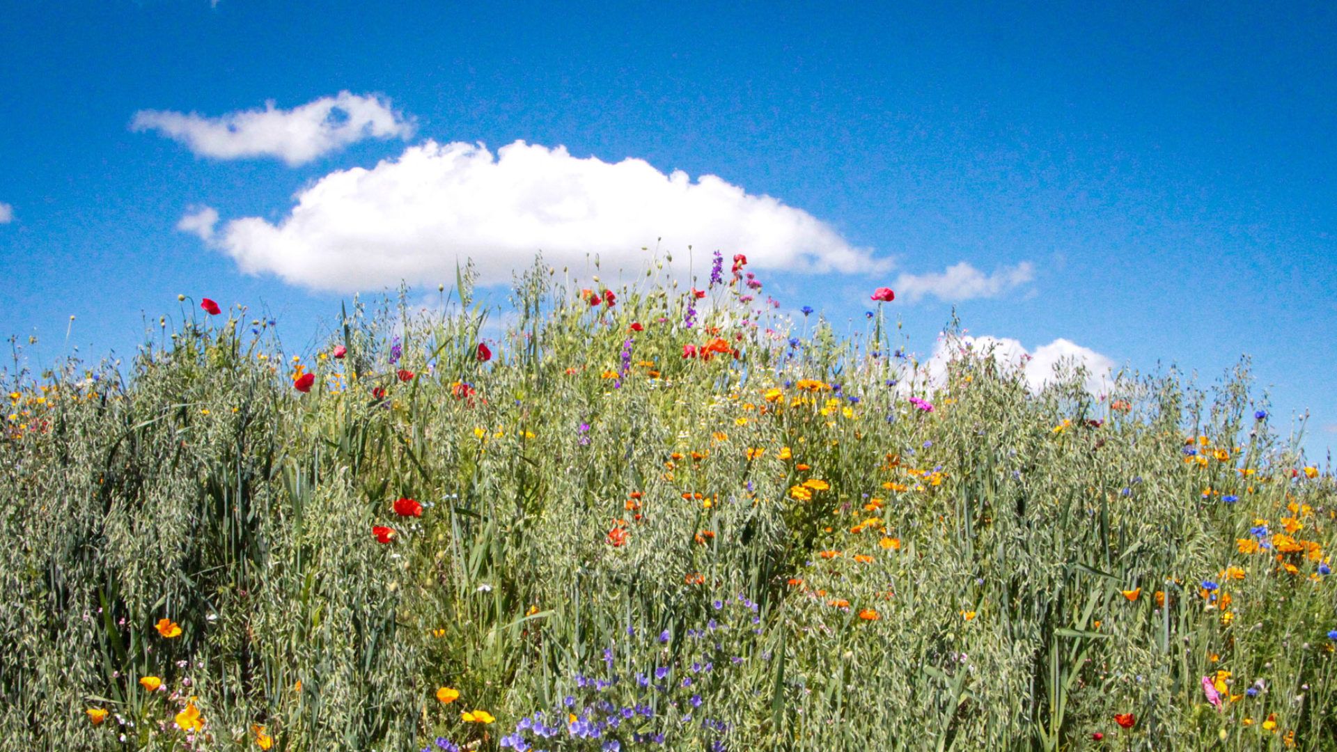  Blumenwiese Hintergrundbild 1920x1080. Was ist regenerative Landwirtschaft? Konzepte auf FarmTicker