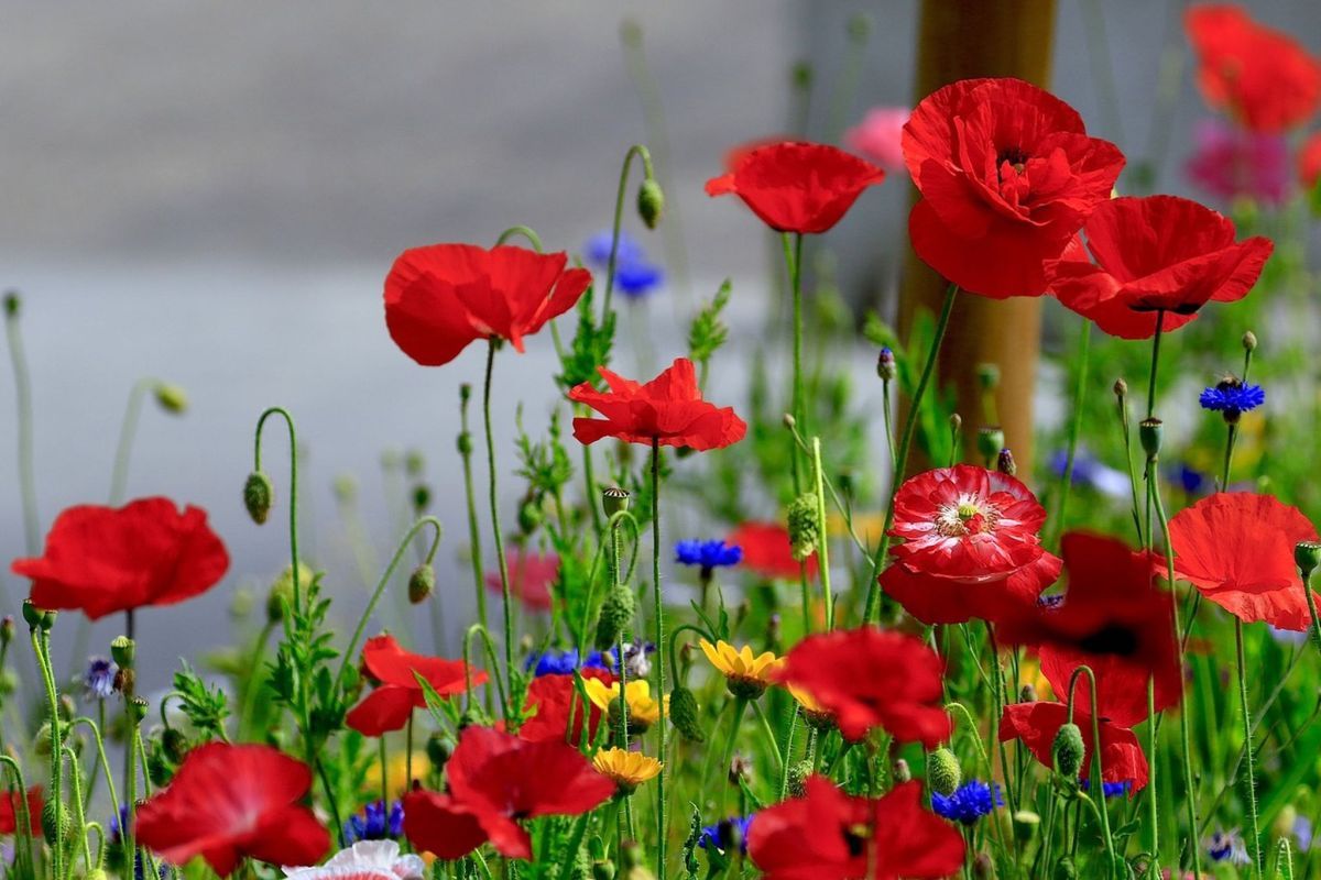  Blumenwiese Hintergrundbild 1200x800. Saatgut Manufaktur Sommerbunten Blütenreich