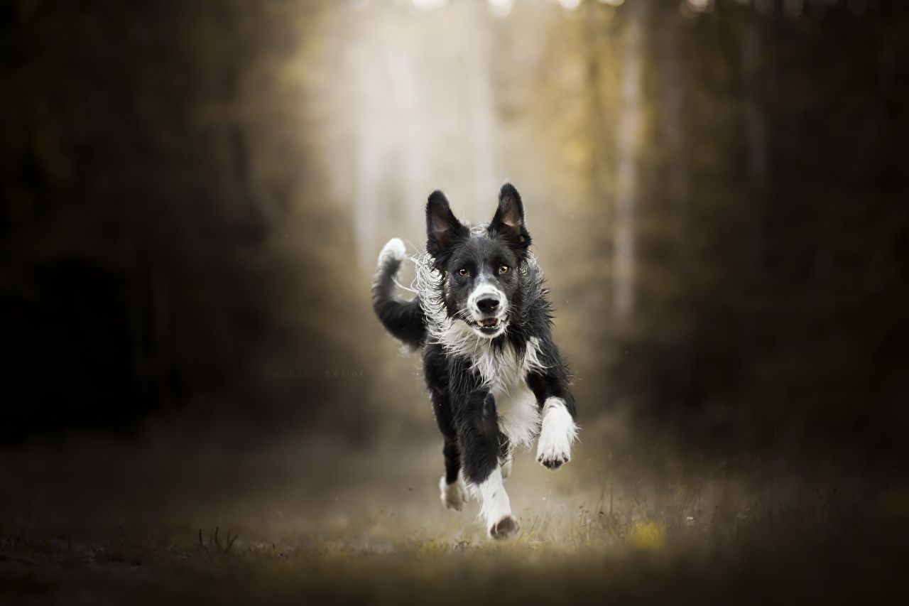  Border Collie Hintergrundbild 1280x853. Wallpaper Border Collie Dogs Run Animals Running. Border collie dog, Dog runs, Border collie