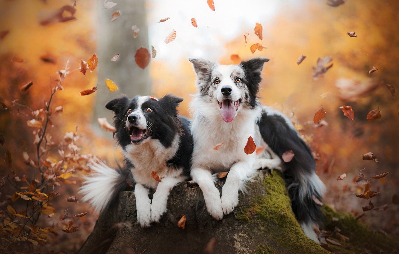  Border Collie Hintergrundbild 1332x850. Wallpaper autumn, leaves, joy, mood, stump, a couple, two dogs, The border collie image for desktop, section собаки