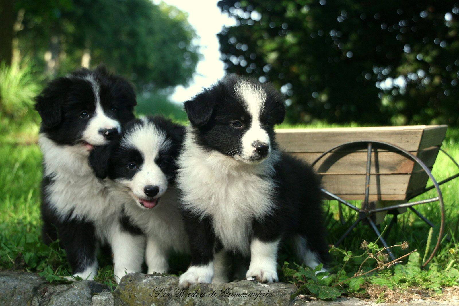  Border Collie Hintergrundbild 1600x1066. Download Alarmed Black And White Border Collie Puppy And Its Siblings Wallpaper