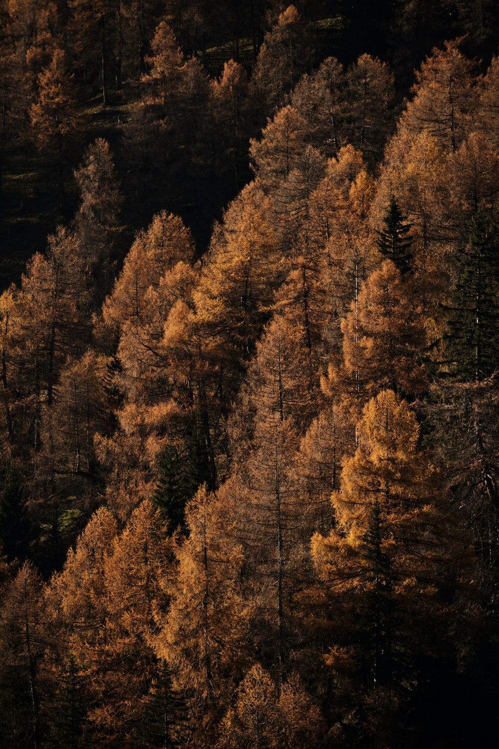  Braune Hintergrundbild 1000x1500. Foto zum Thema braune Bäume im Wald tagsüber