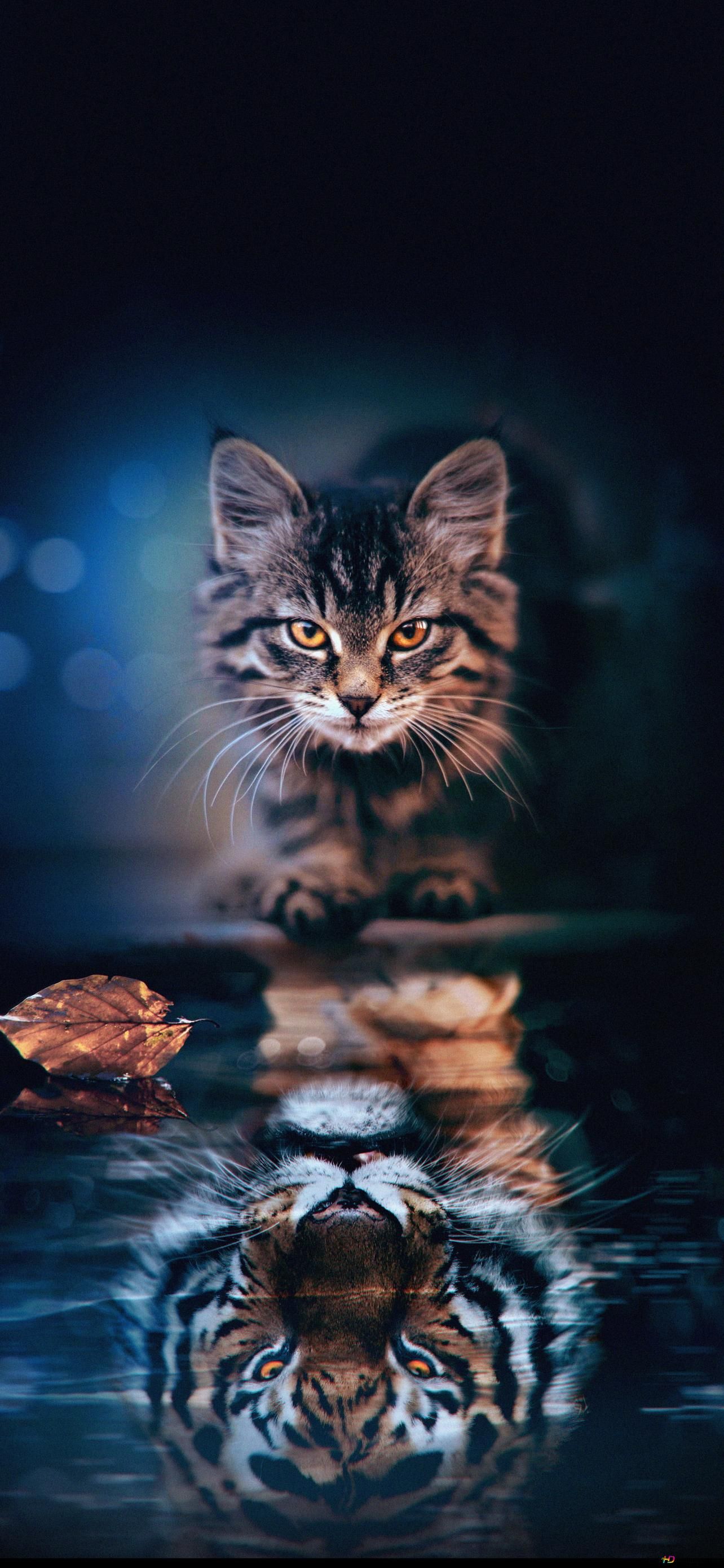  Braune Hintergrundbild 1284x2778. Tigerbild einer süßen Katze mit braunen Augen, die sich im Wasser widerspiegeln 2K Hintergrundbild herunterladen