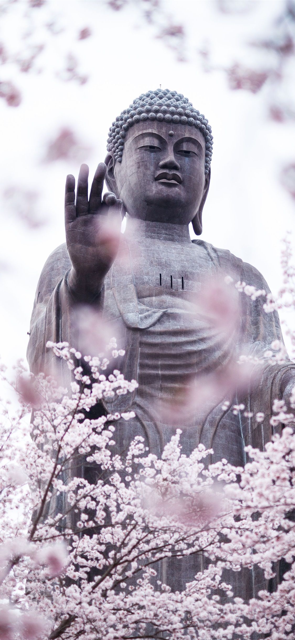  Buddha Hintergrundbild 1125x2436. Kirschblüten, Buddha, Statue 3840x2160 UHD 4K Hintergrundbilder, HD, Bild