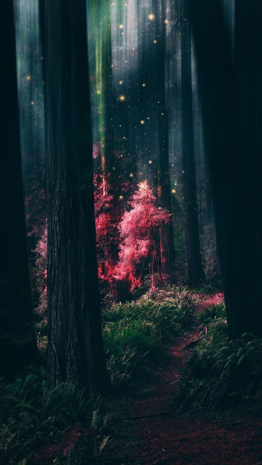  Wald Hintergrundbild 900x1600. Magical Forest #wallpaper #iphone #android #background #followme. Beautiful nature wallpaper, Forest wallpaper, Beautiful wallpaper