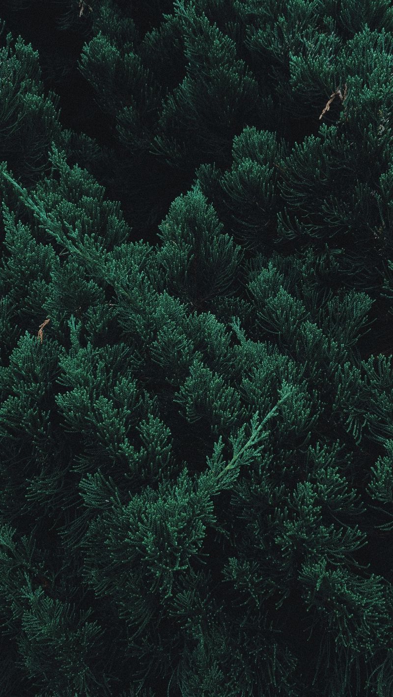  Wald Hintergrundbild 800x1420. Leaves, plant, green, branches. Dark green wallpaper, Forest wallpaper iphone, Dark green aesthetic