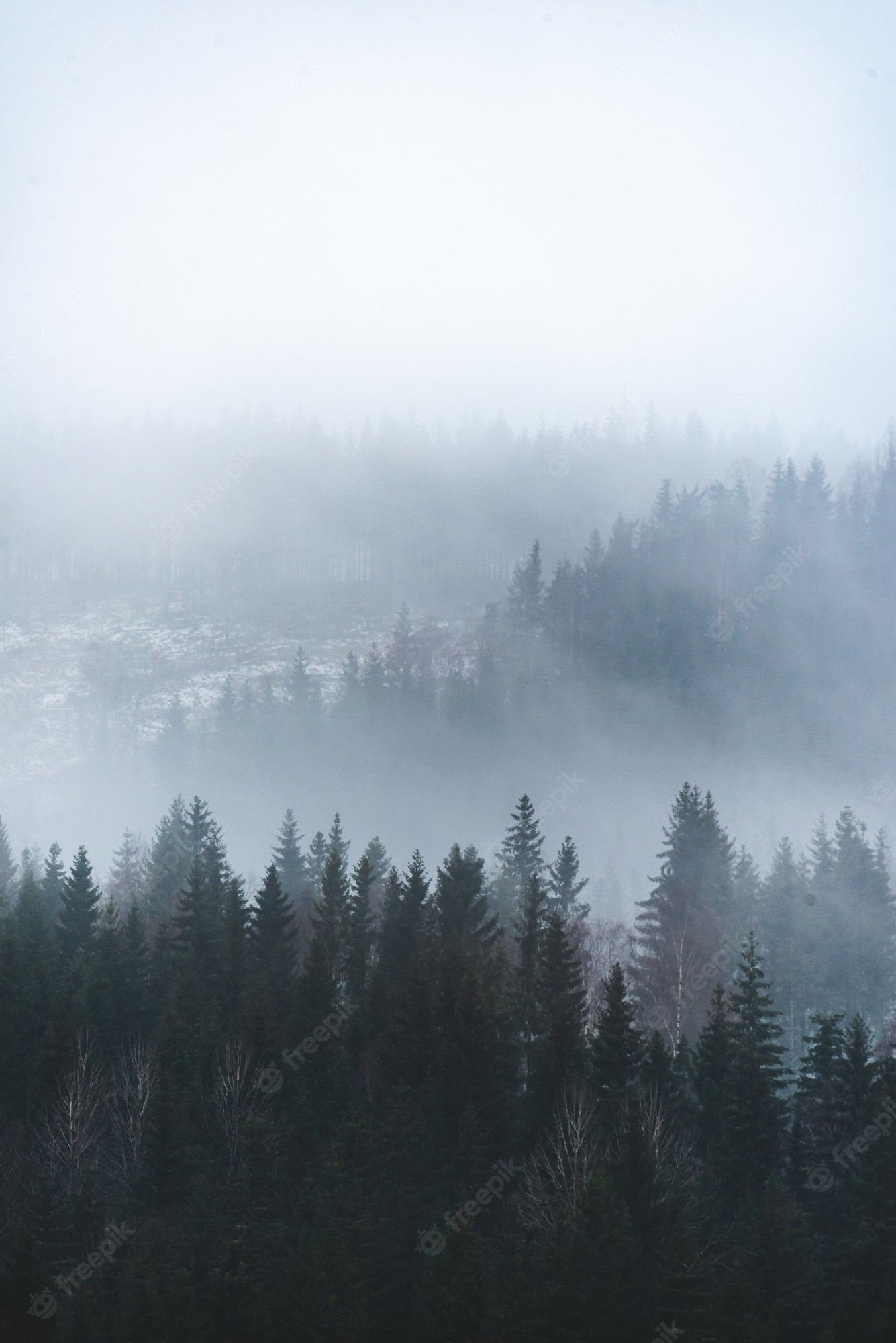  Wald Hintergrundbild 1335x2000. Wald Nebel Bilder Download auf Freepik