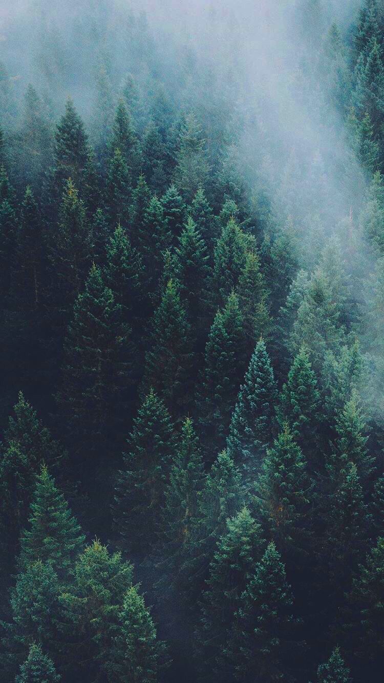  Wald Hintergrundbild 750x1334. Ozren on iPhone wallpaper. Forest wallpaper, Nature photography, Nature aesthetic