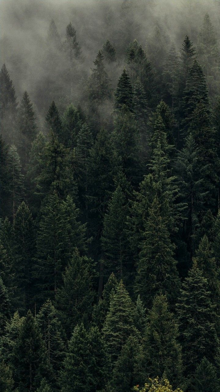  Wald Hintergrundbild 720x1280. Bakrunds. Forest wallpaper iphone, iPhone wallpaper landscape, Dark green aesthetic. Soyut manzara, Vintage posterler, Resim