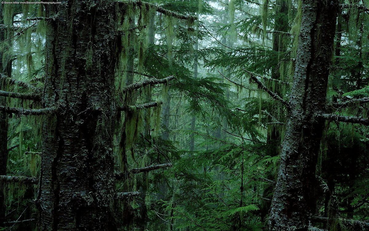  Wald Hintergrundbild 1200x750. Wald Hintergrundbilder HD