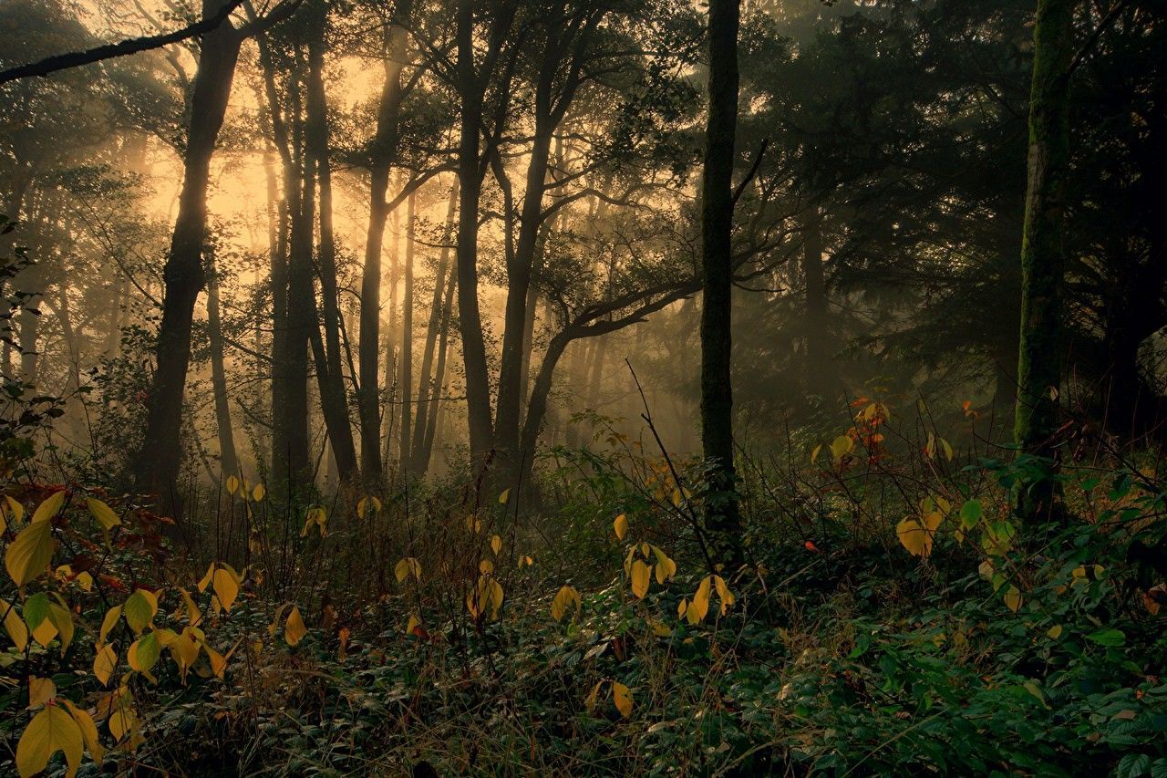  Wald Hintergrundbild 1280x853. forest. Nature desktop wallpaper, Aesthetic desktop wallpaper, Dark academia wallpaper