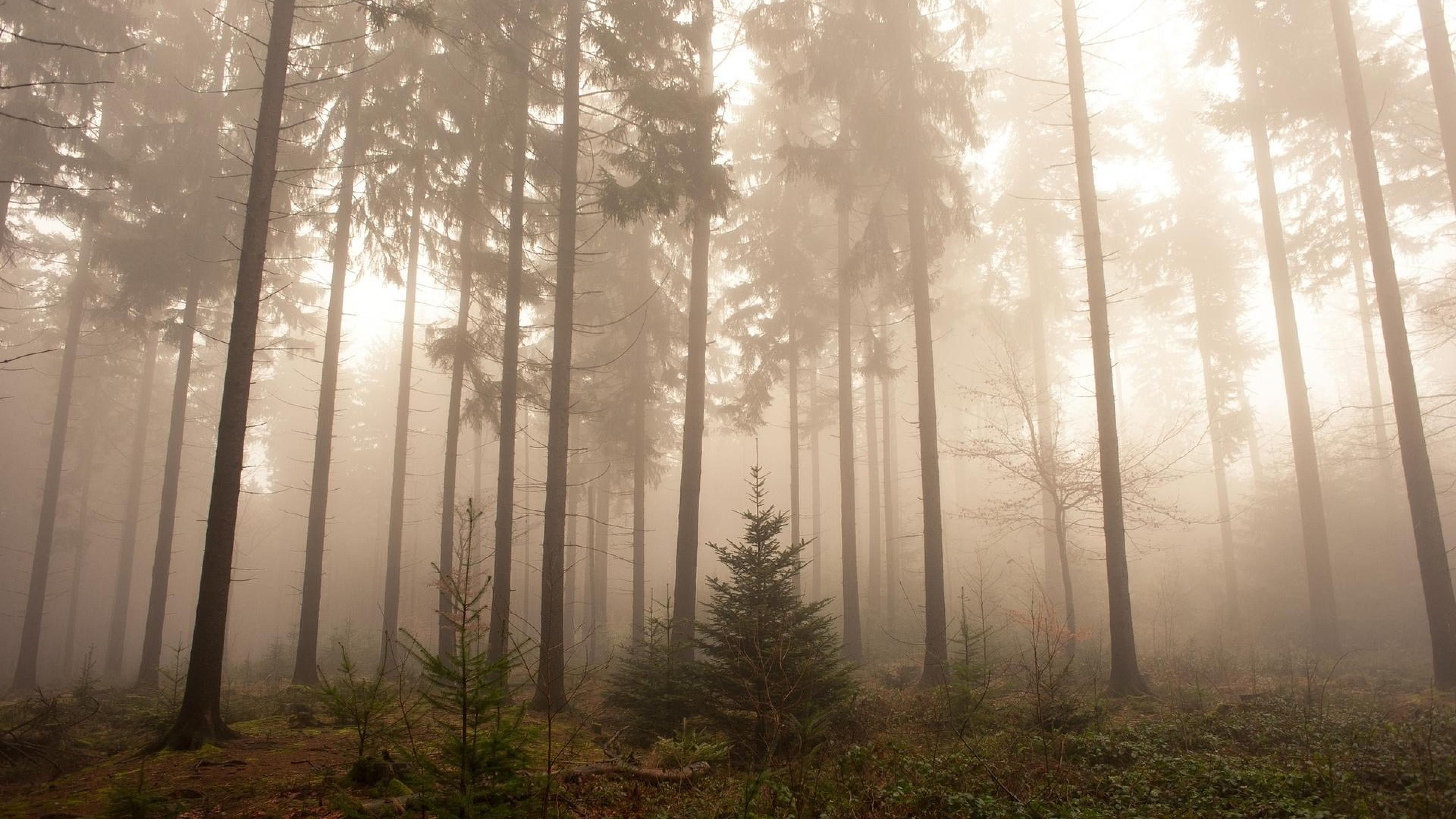  Wald Hintergrundbild 3840x2160. Kostenlose Hintergrundbilder Tagsüber Grüne Bäume im Wald, Bilder Für Ihren Desktop Und Fotos