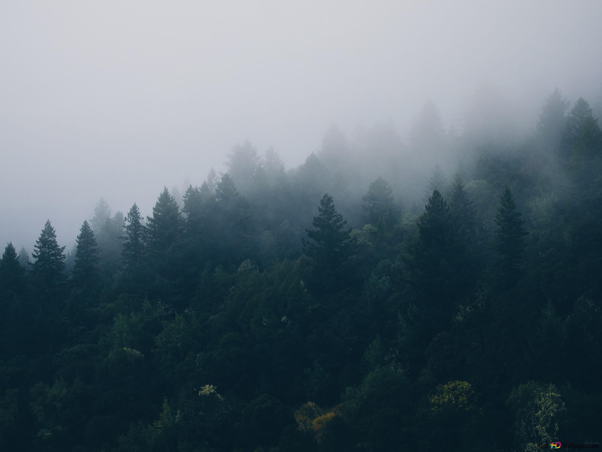  Wald Hintergrundbild 2560x1920. Nebel im Wald 4K Hintergrundbild herunterladen