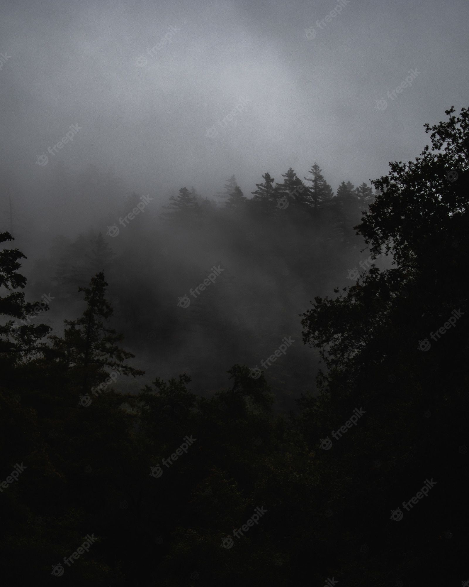  Wald Hintergrundbild 1600x2000. Nebelhafte landschaft mit einem mit nebel bedeckten wald unter dunklen gewitterwolken